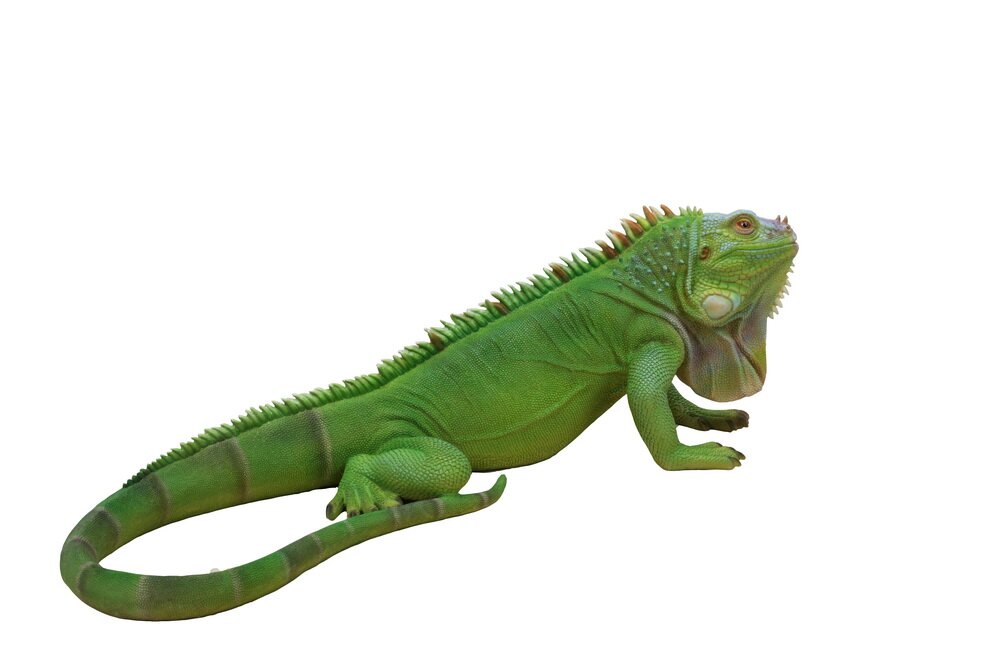 Hi-Line Gift Ltd. Lizard Statue & Reviews | Wayfair.ca